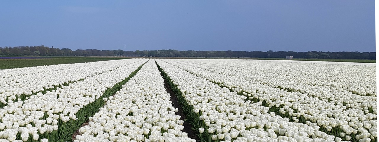 Bloemenvelden